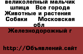 великолепный мальчик шпица - Все города Животные и растения » Собаки   . Московская обл.,Железнодорожный г.